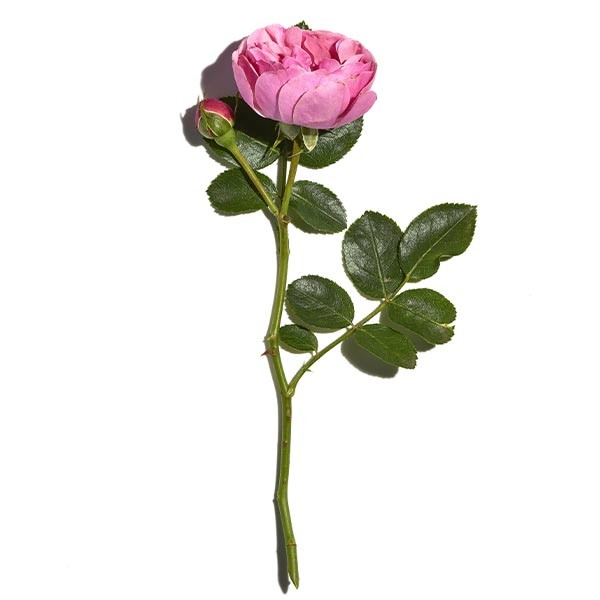 Sanoflore Rosa Fresca Crema Ligera 40ml
